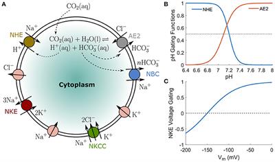 Hydrogen, Bicarbonate, and Their Associated Exchangers in Cell Volume Regulation